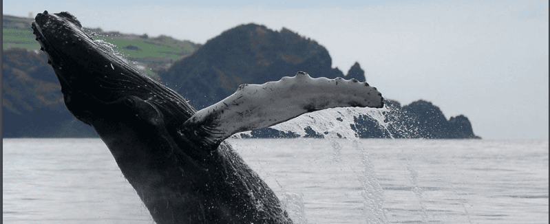 MERAVIGLIOSE AZZORRE - Scatto 1