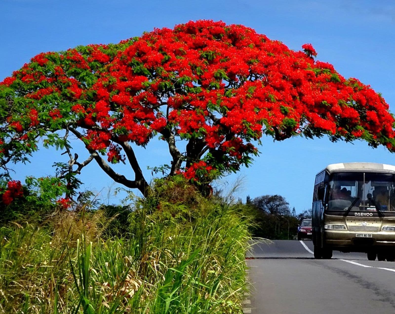 DUBAI + MAURITIUS 34