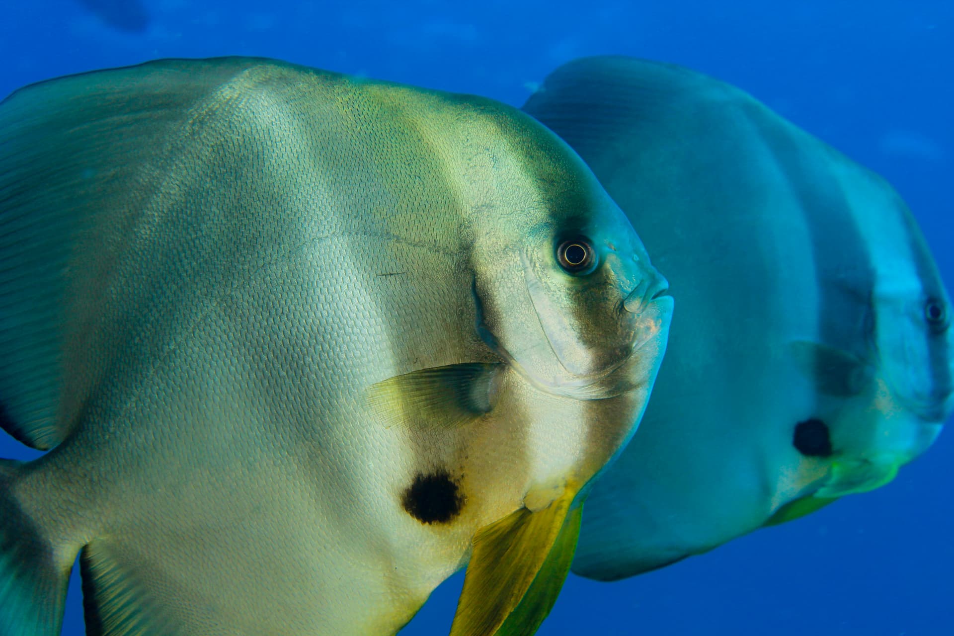 MALDIVE - ESTREMO SUD 7
