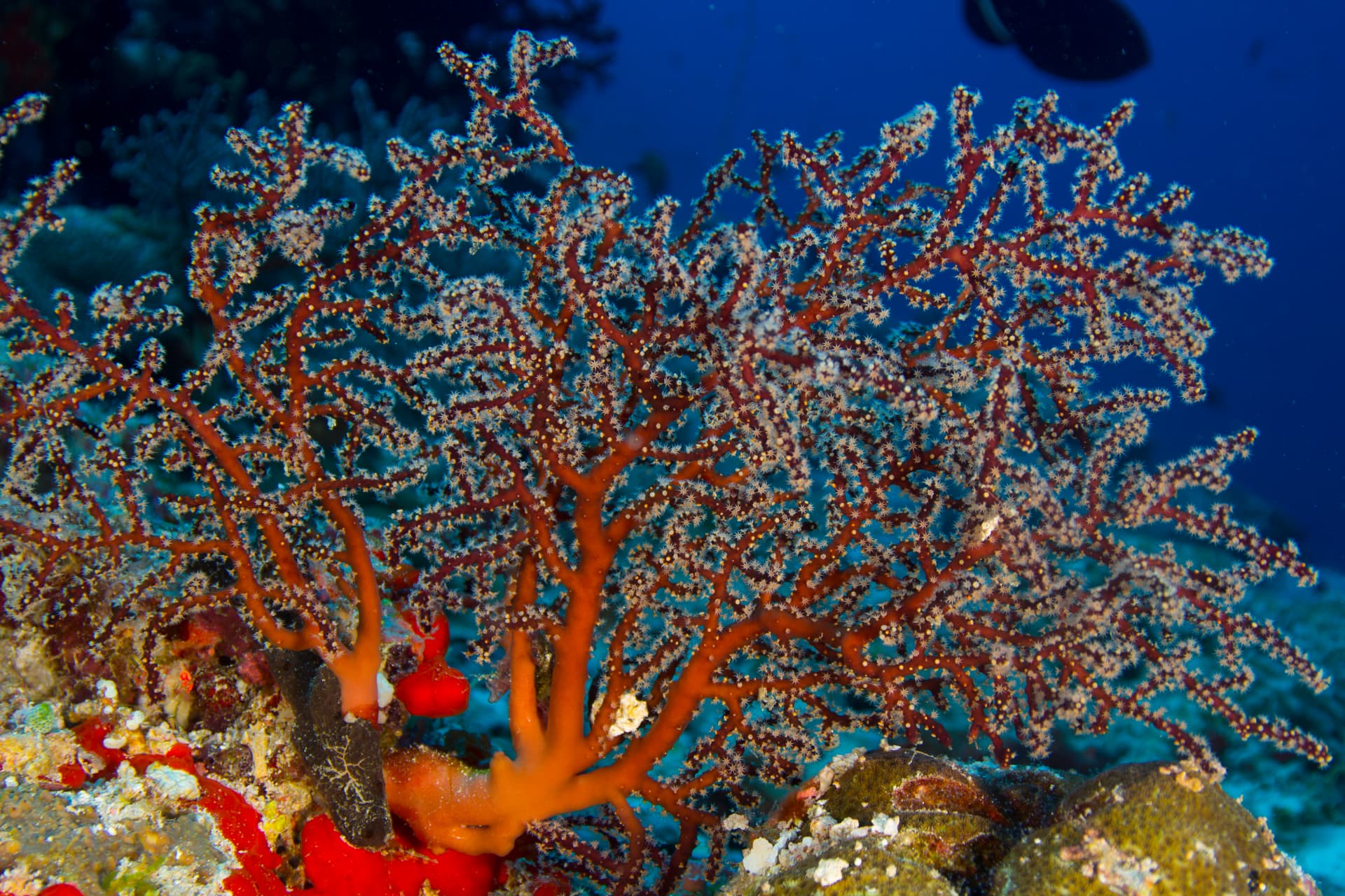 MALDIVE - ESTREMO SUD 3