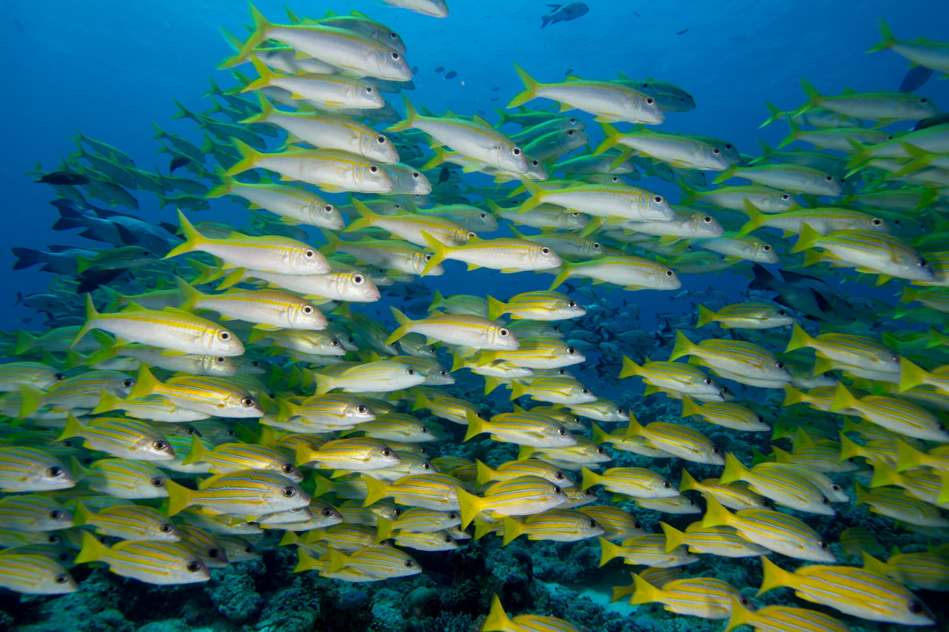 MALDIVE - ESTREMO SUD 8