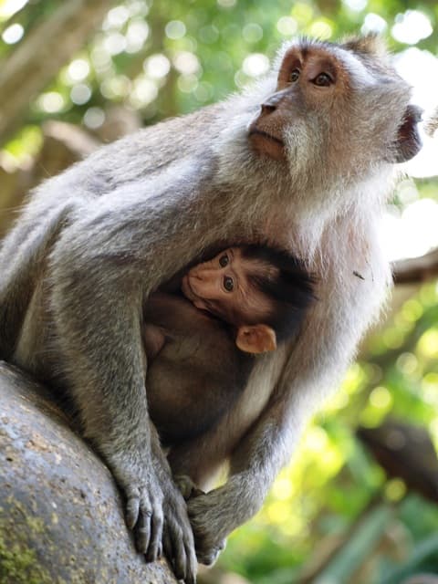 CITTA' DEL MESSICO , GUATEMALA + CHIAPAS & YUCATAN 42