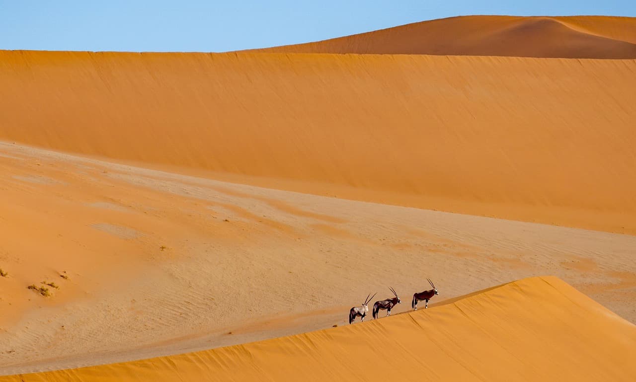 Namibia: Dove il Deserto Incontra l'Oceano - Scatto 4