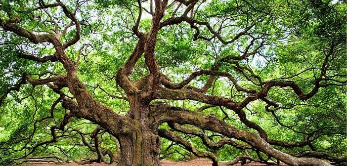 TOUR DA ATLANTA A NEW ORLEANS 60