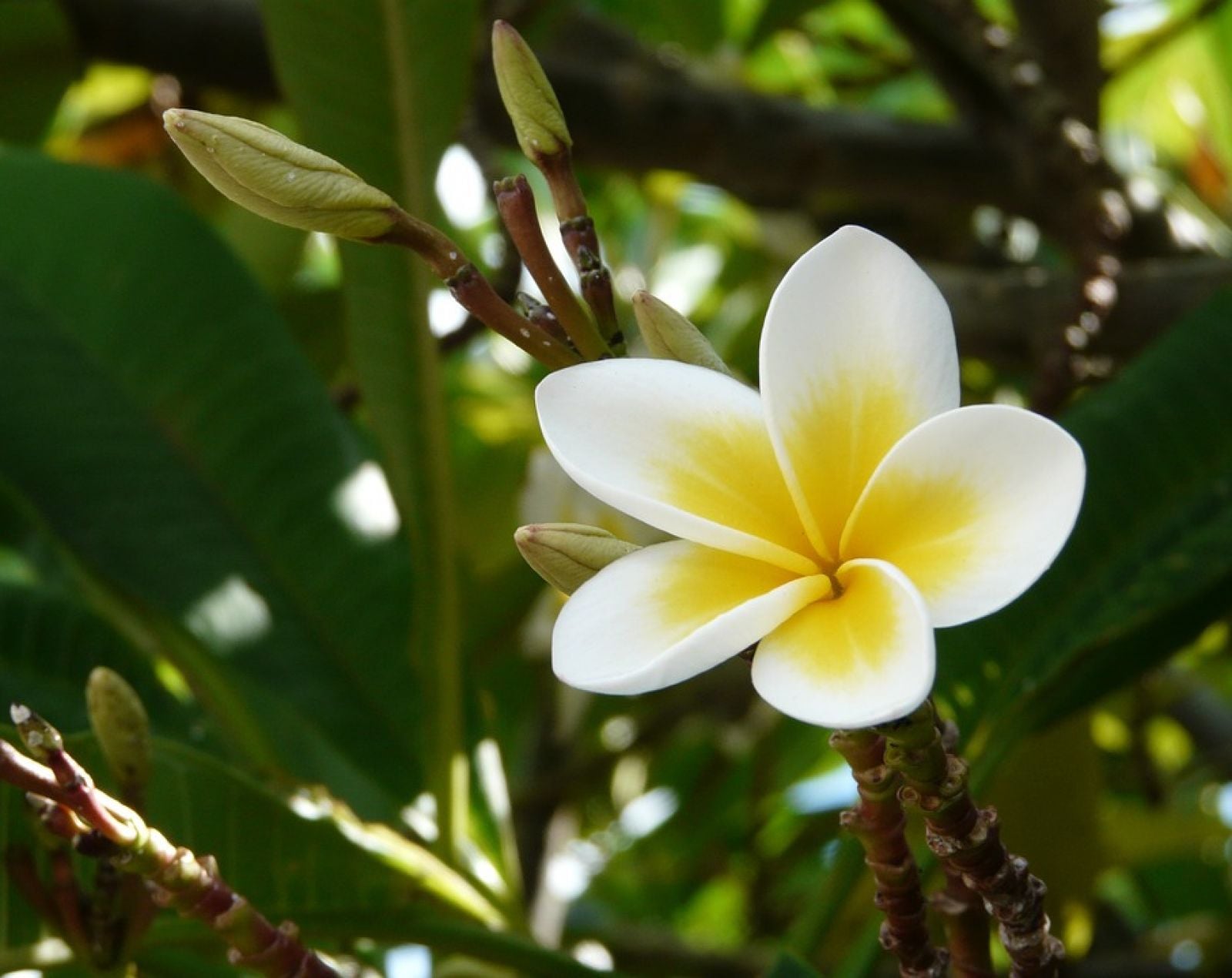 DUBAI + MAURITIUS 38