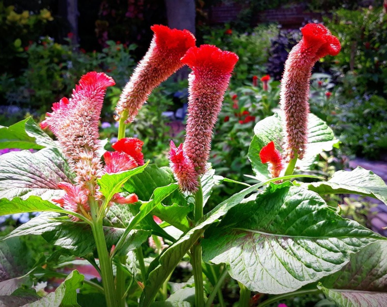 DUBAI + MAURITIUS 39