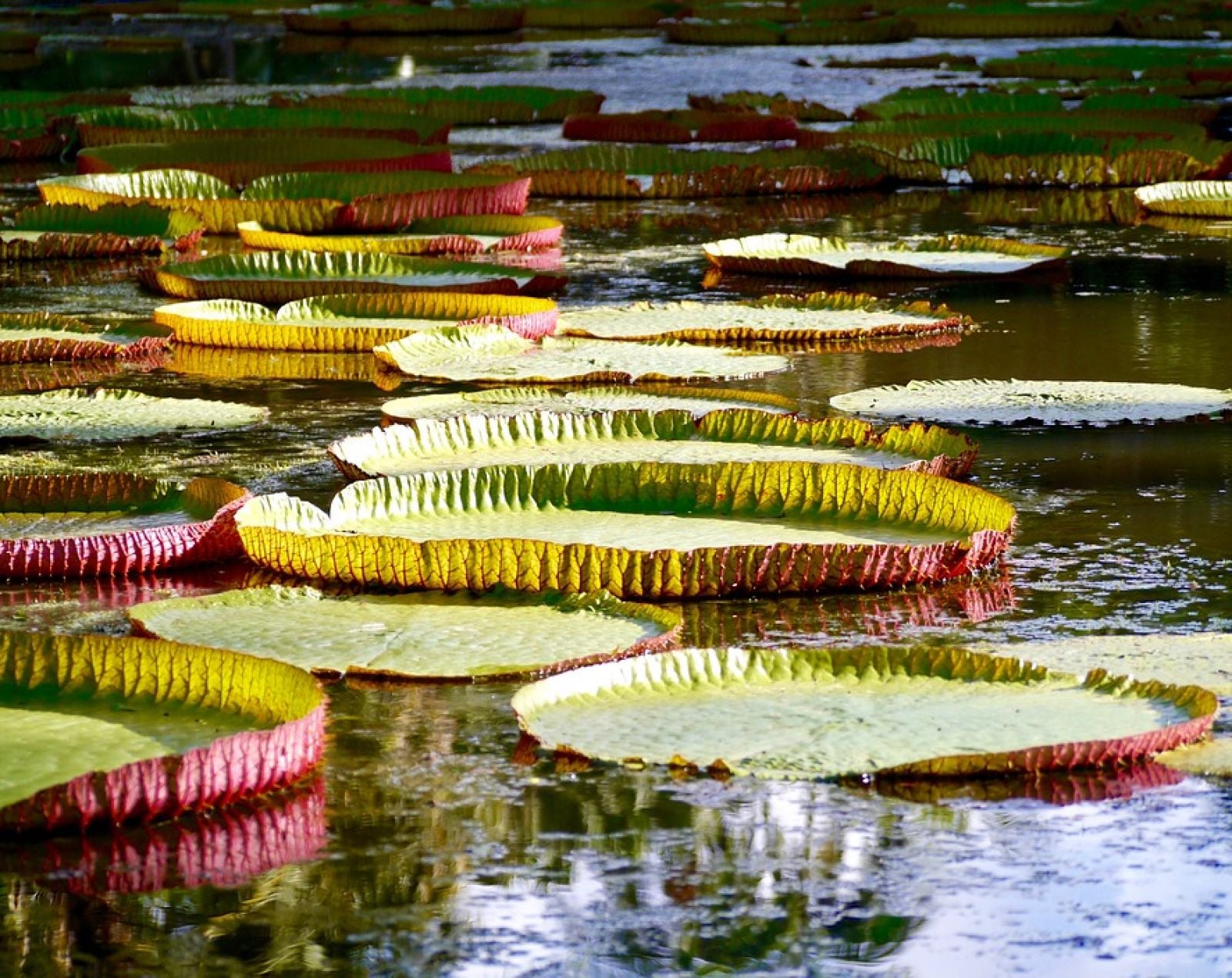 DUBAI + MAURITIUS 40