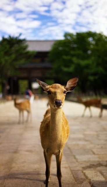 EASY GIAPPONE PER COPPIE GLOBETROTTERS 88