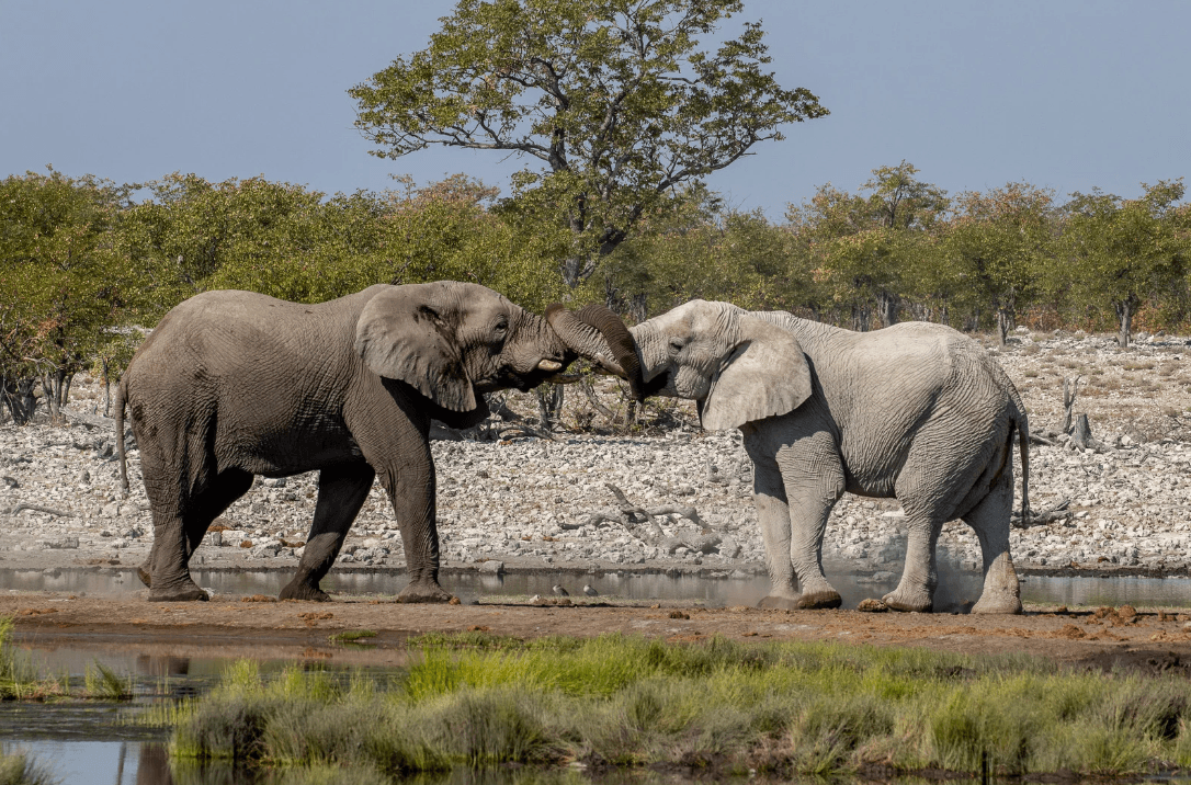 Viaggio di gruppo in Namibia 5