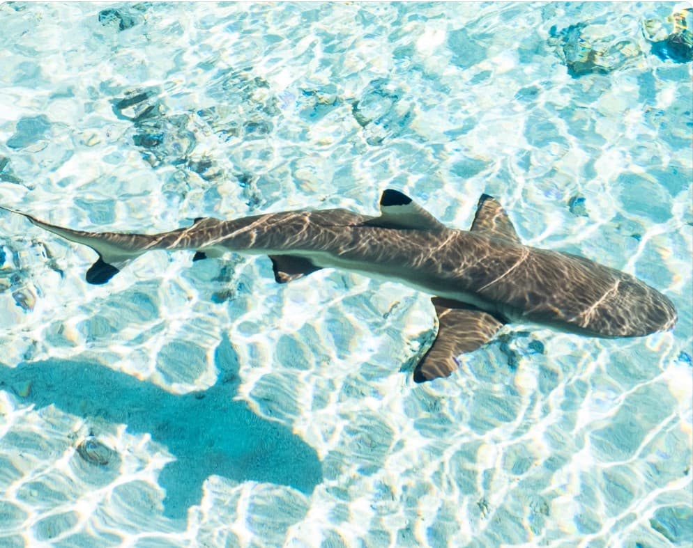 Polinesia Francese low cost: Moorea, Bora Bora e Tahiti - Scatto 1