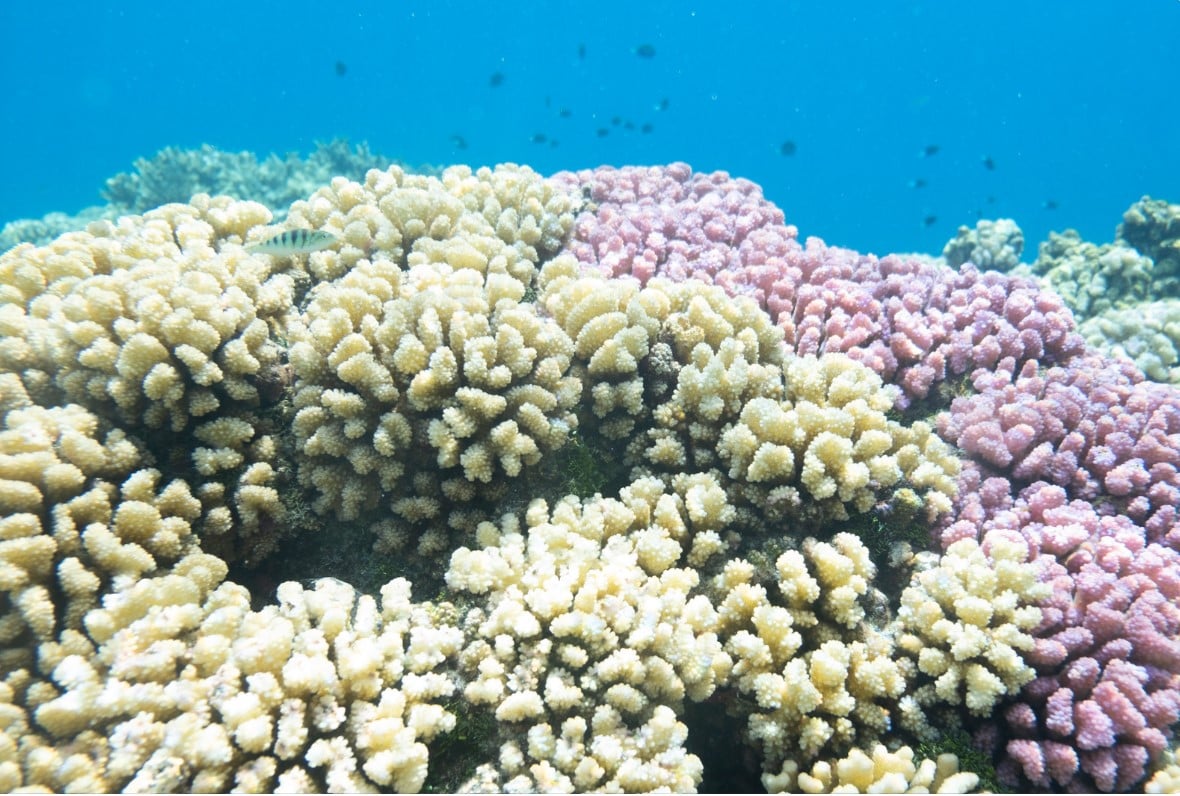 Polinesia Francese low cost: Moorea, Bora Bora e Tahiti - Scatto 3