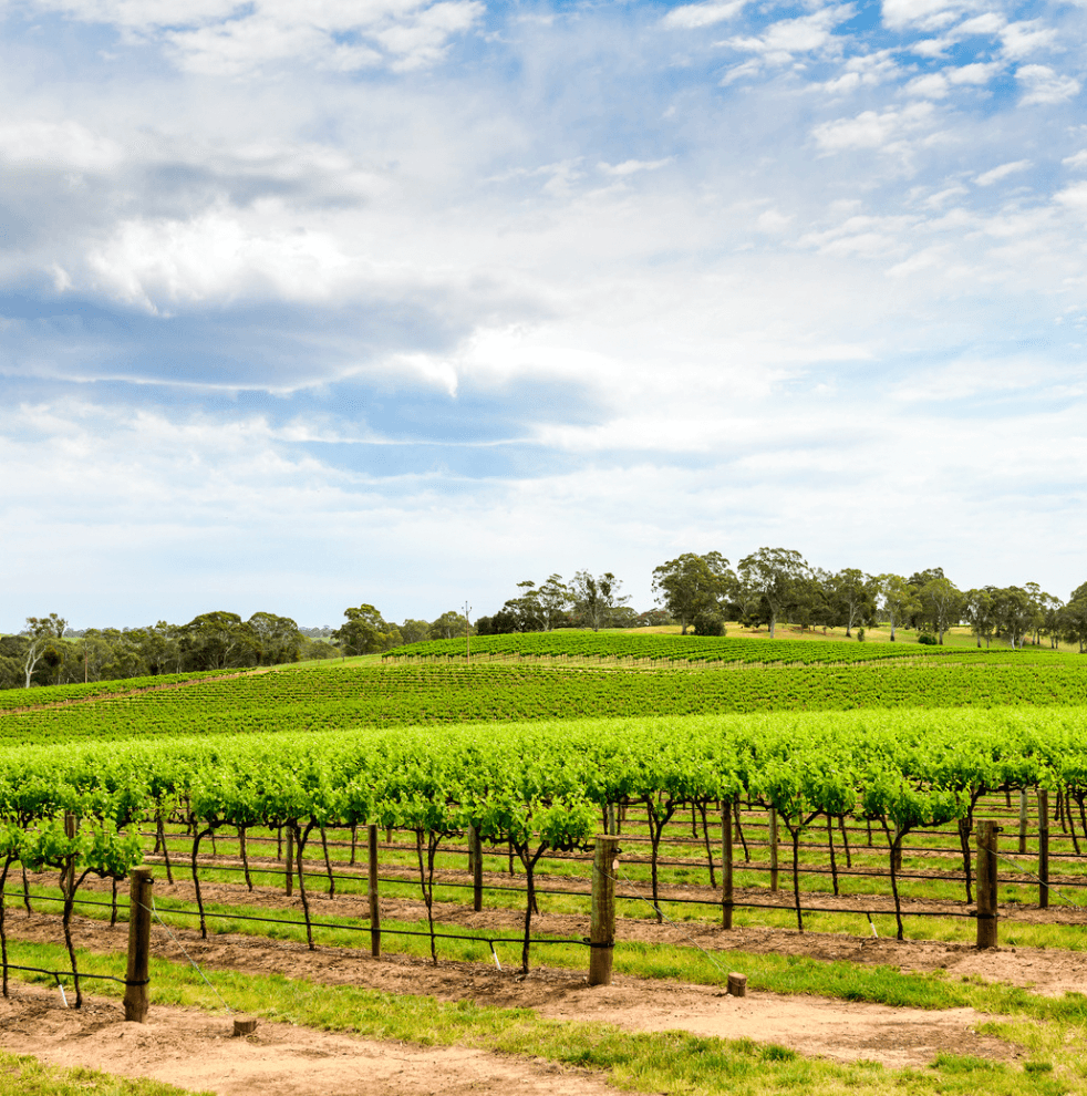 Australia, fauna e flora tra vigneti e outback - Scatto 2