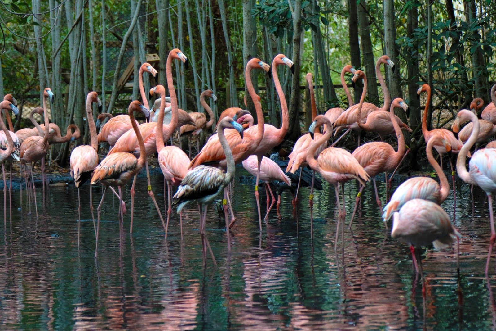 Tra storia e paradiso colombiano - Scatto 4