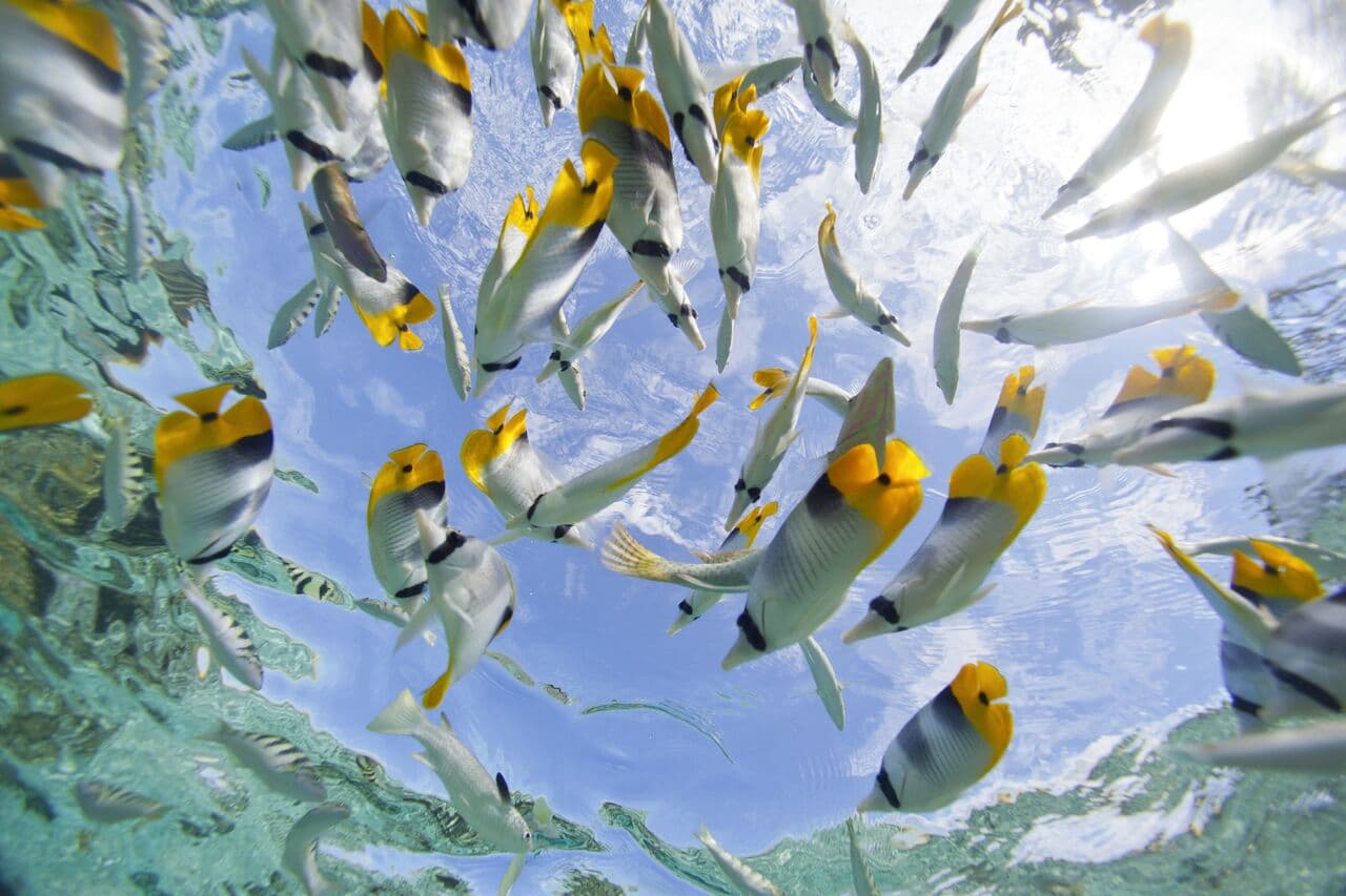 POLINESIA - Scatto 2