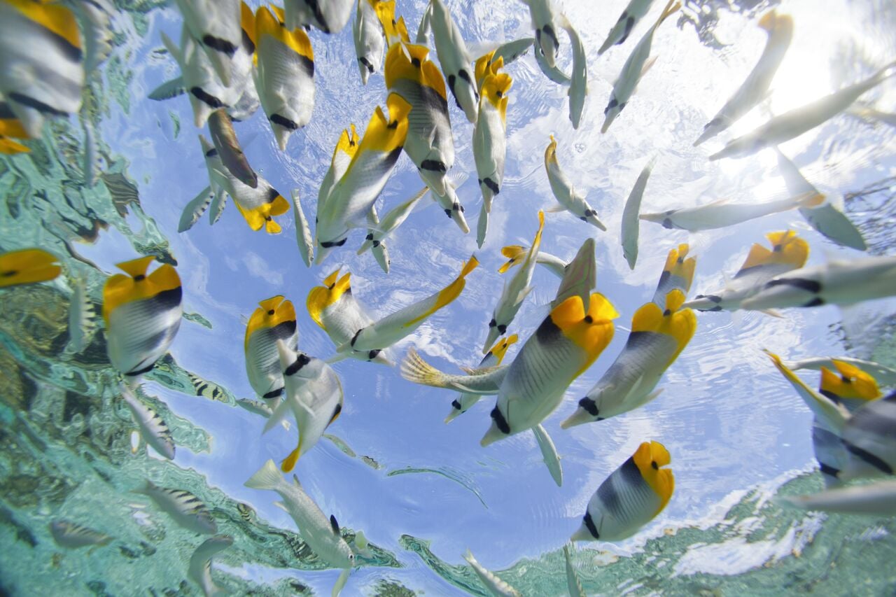 POLINESIA - Scatto 2