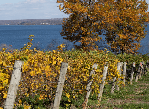 Itinerari Enologici Nel Nord-Est USA - Scatto 2