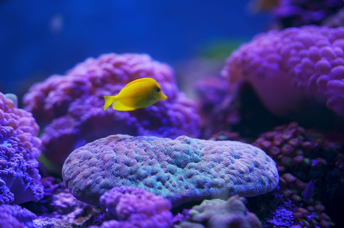 Diving in Micronesia Go Deluxe - Scatto 1