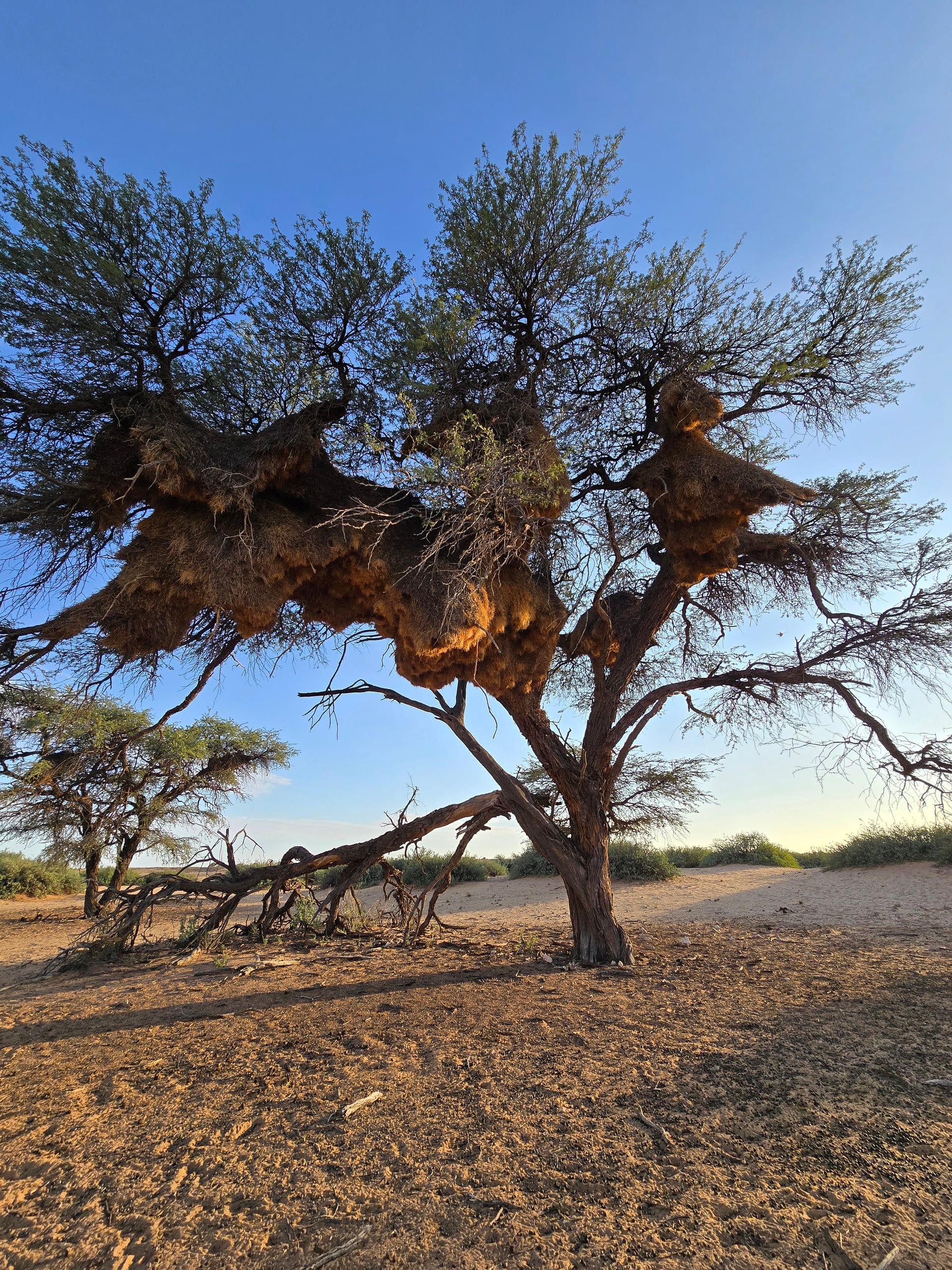 Regalati la Namibia 6