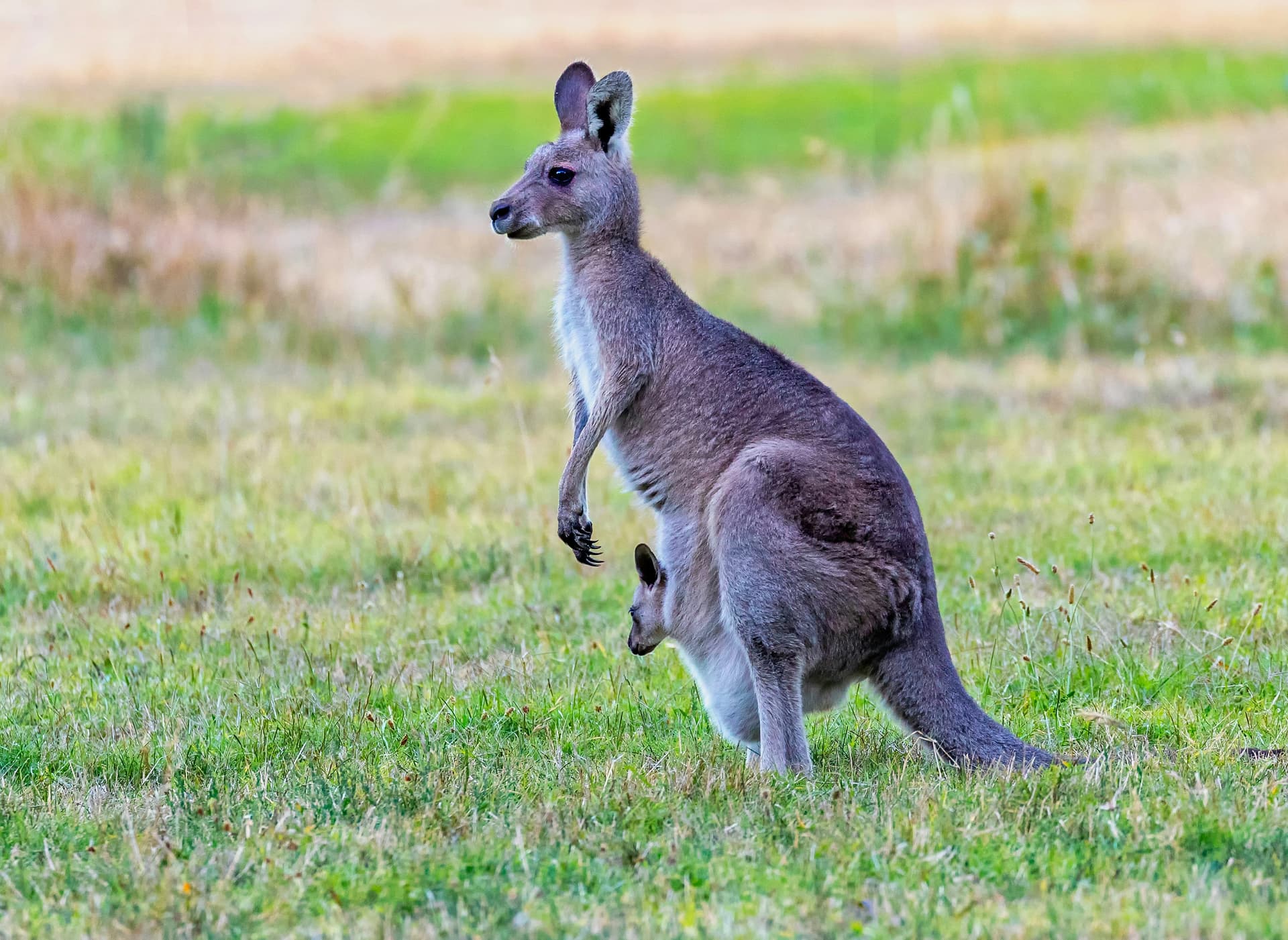 Dalla natura del Western Australia alle acque turchesi delle Fiji - Scatto 1