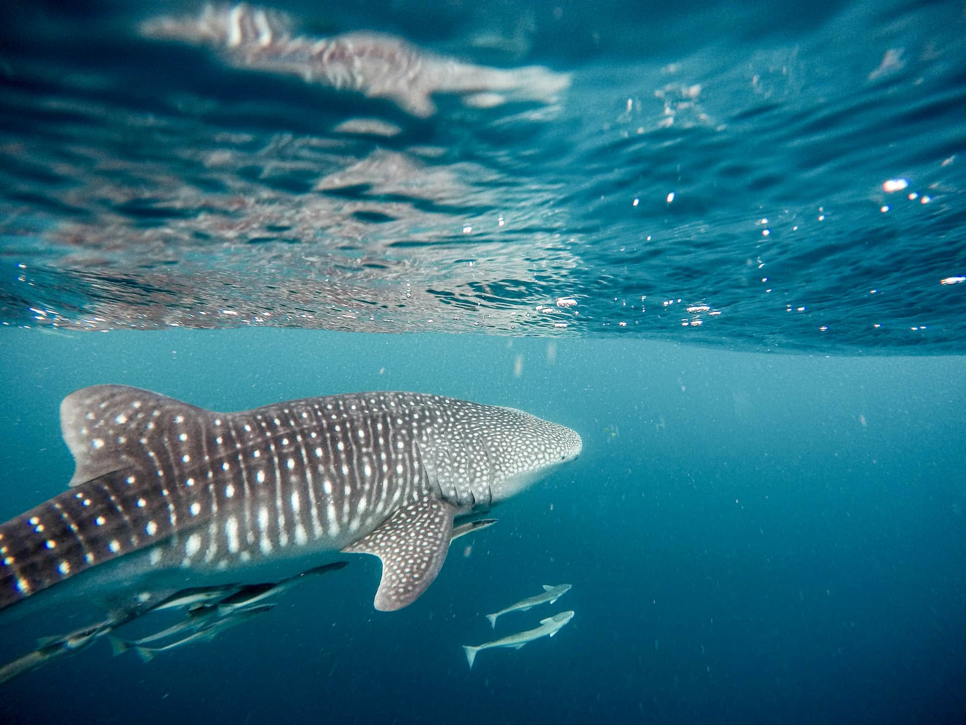 Dalla natura del Western Australia alle acque turchesi delle Fiji - Scatto 6