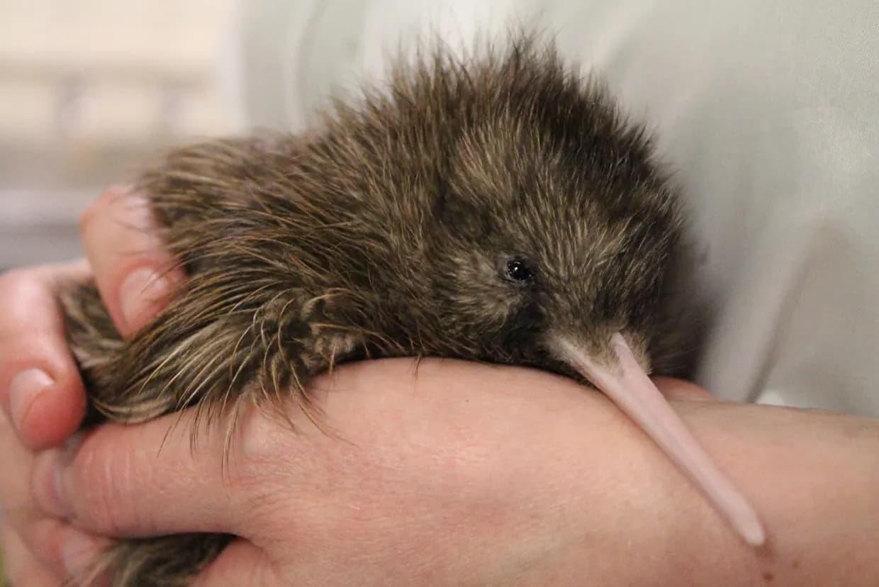 Nuova Zelanda Premium - Scatto 4