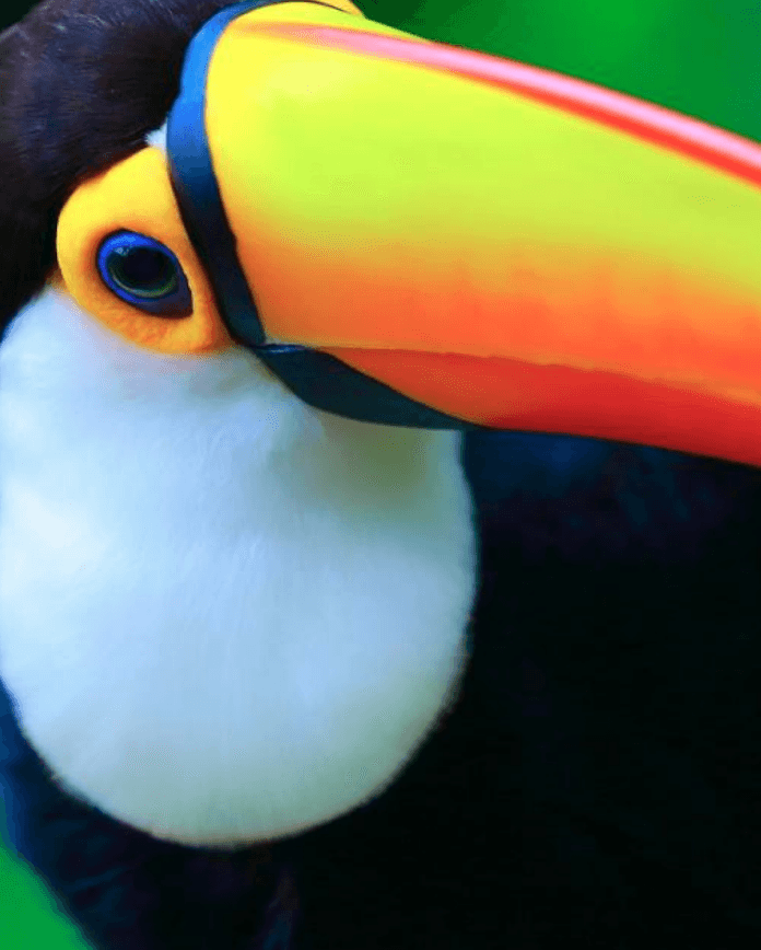 Avventura nella natura selvaggia del Brasile: Amazzonia e Pantanal - Scatto 2