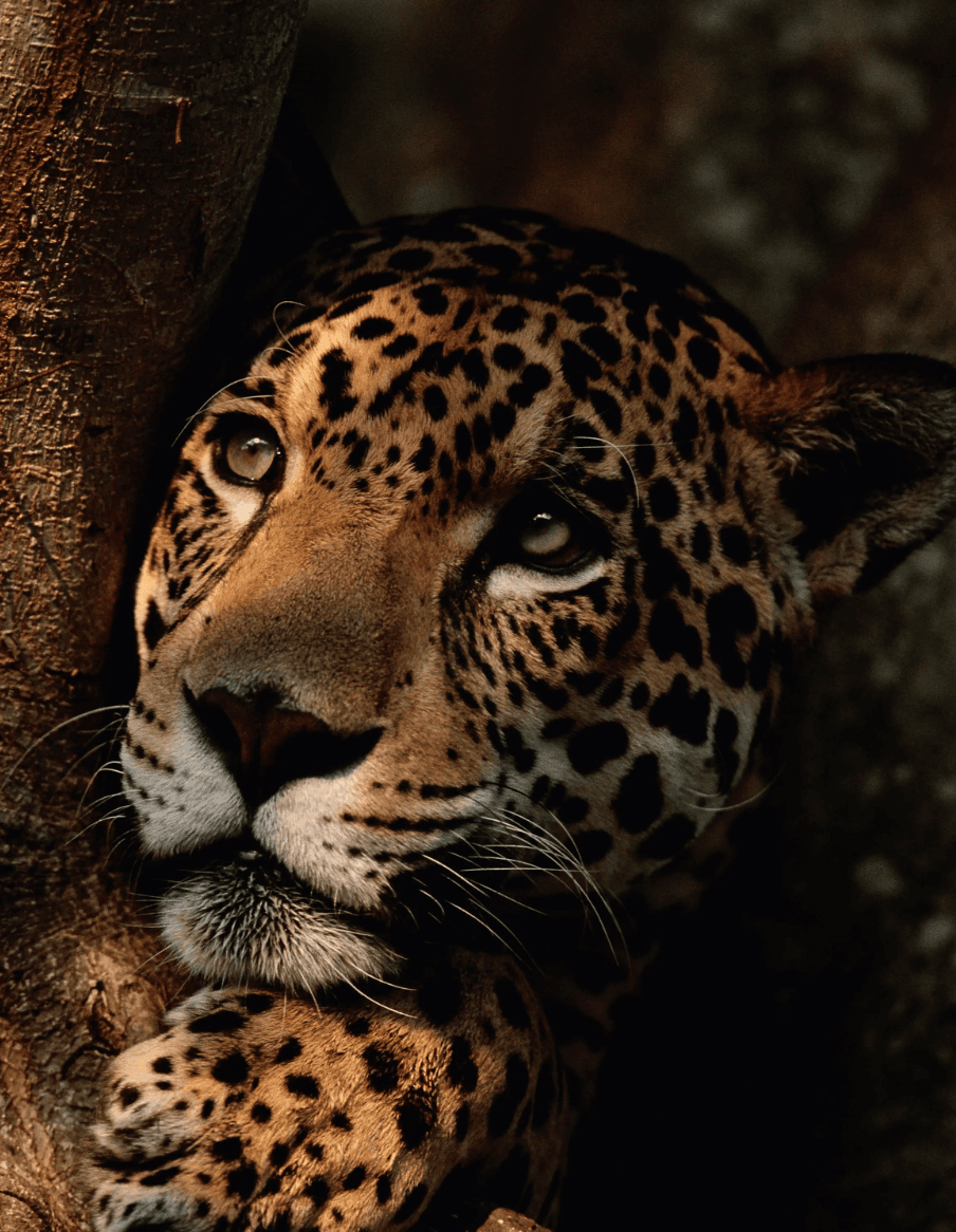 Avventura nella natura selvaggia del Brasile: Amazzonia e Pantanal - Scatto 3