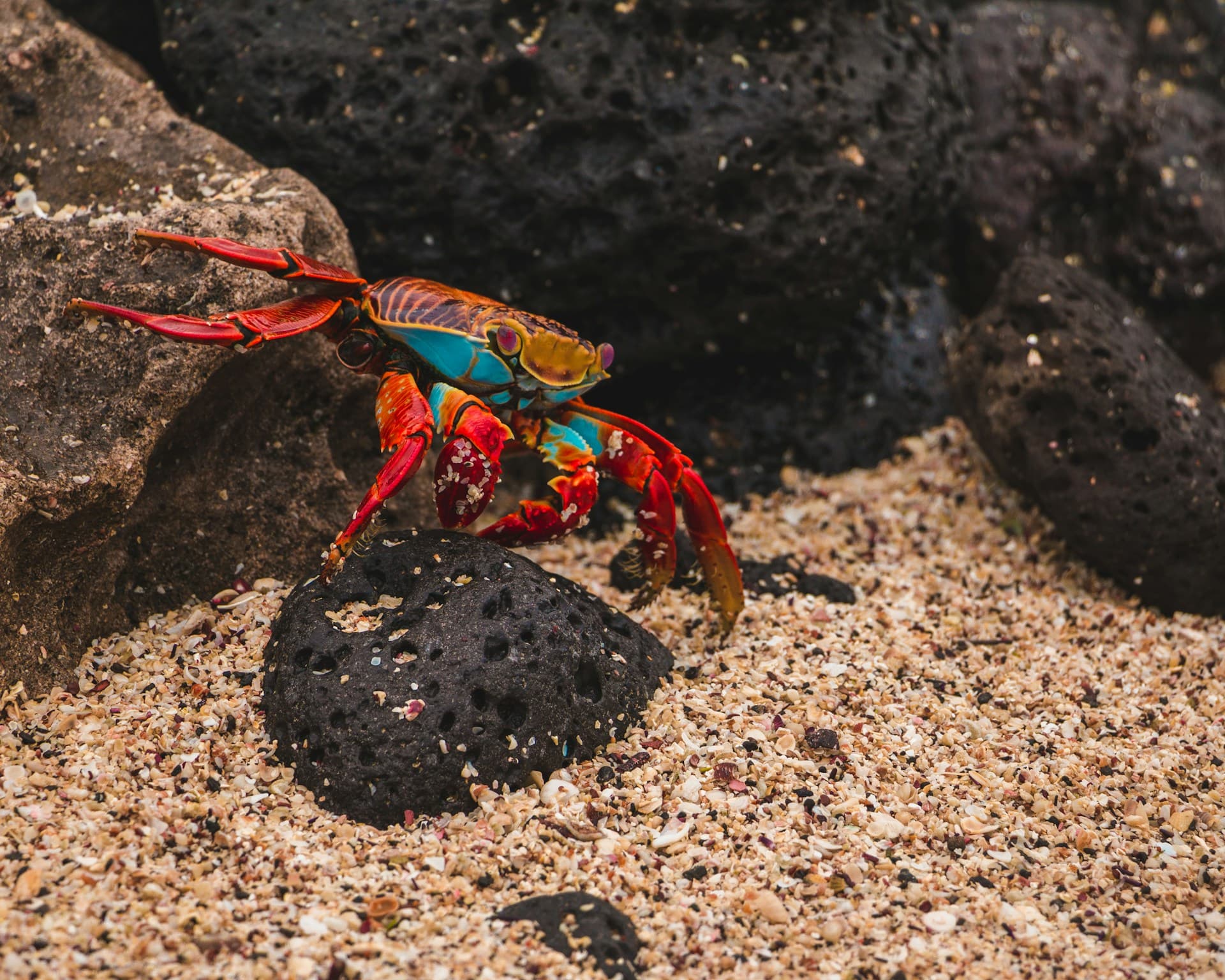 Meraviglie vulcaniche delle Galápagos - Scatto 3