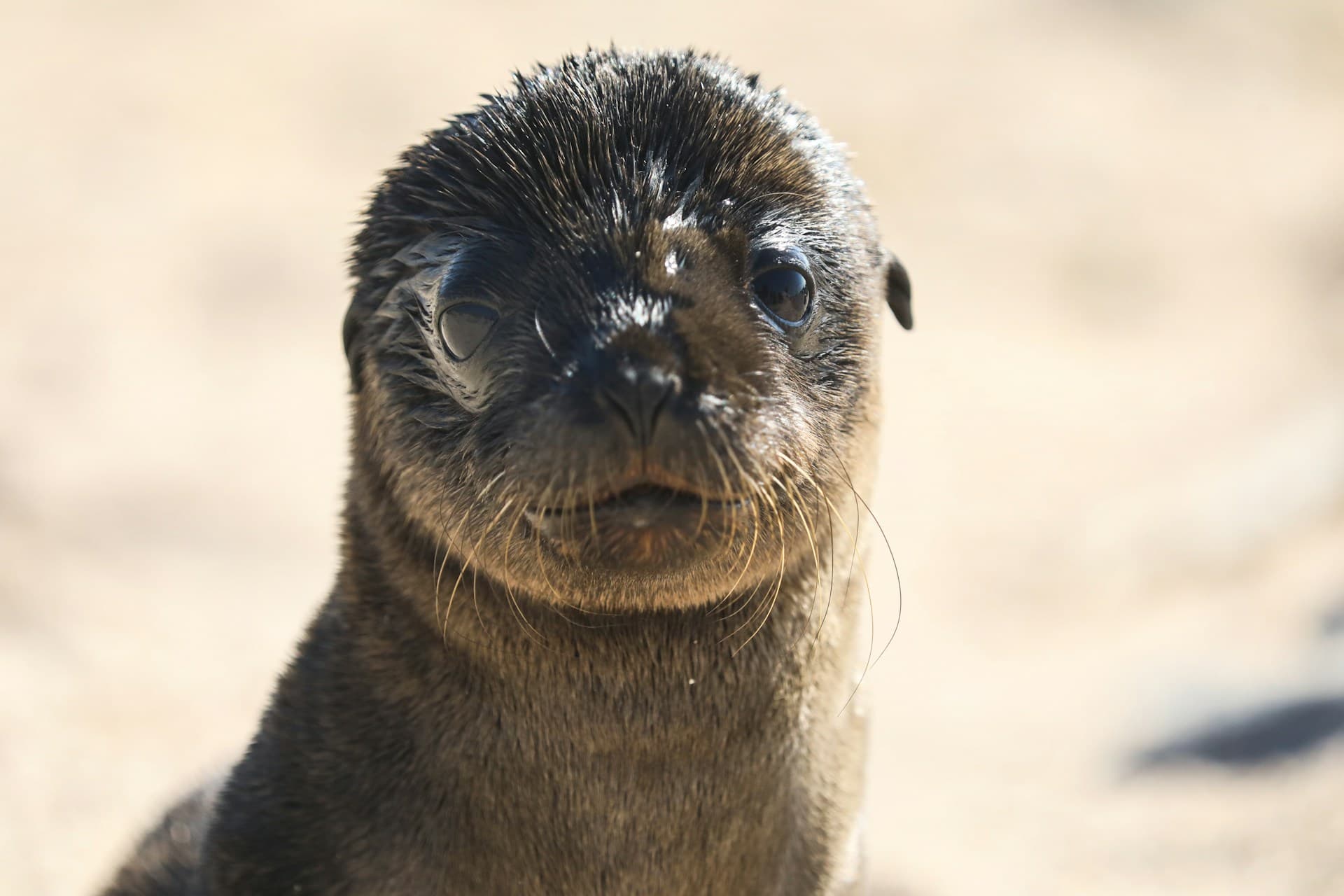 Meraviglie vulcaniche delle Galápagos - Scatto 5