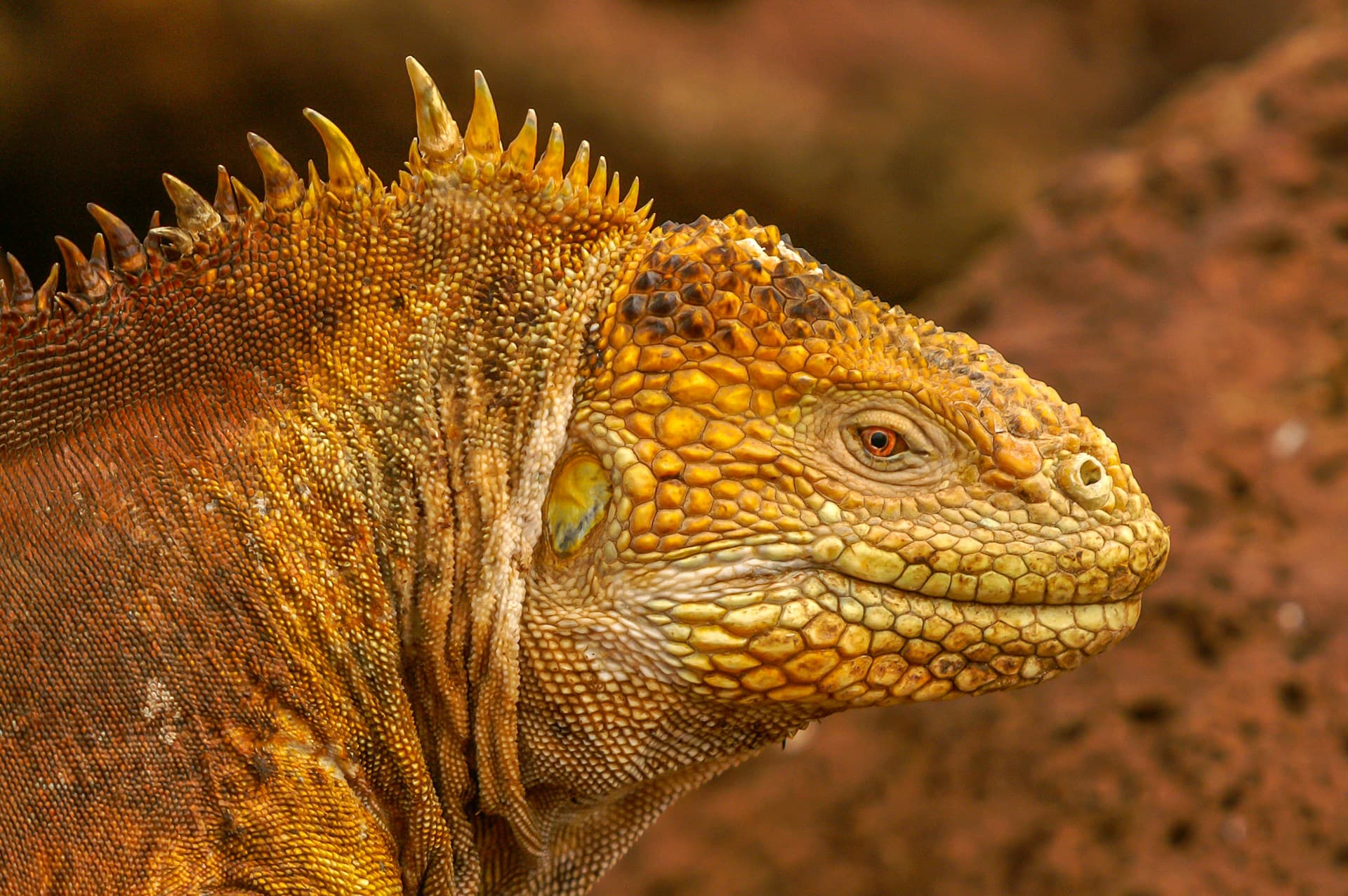 Meraviglie vulcaniche delle Galápagos - Scatto 7
