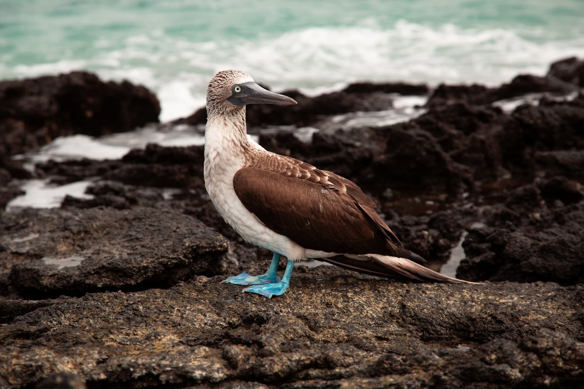 Meraviglie vulcaniche delle Galápagos - Scatto 8